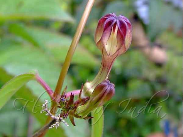 Medium Ceropegia